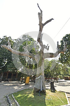 dead tree that still stands tallÃÂ  photo